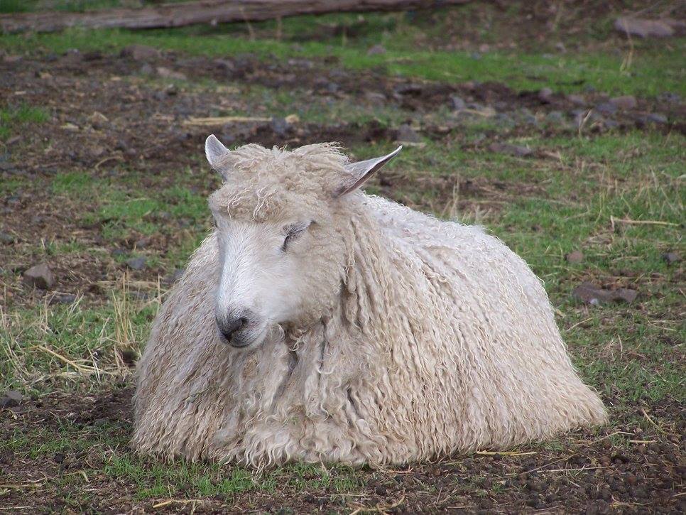 TeeswaterGotland Cross ewe TeeswaterGotland Cross ewe